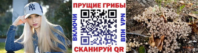 Галлюциногенные грибы Psilocybine cubensis  Купить где  Окуловка 